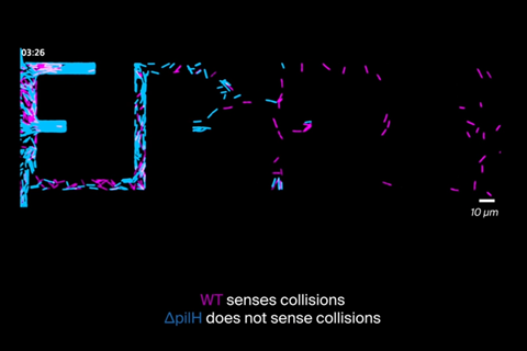 Bacteria maze