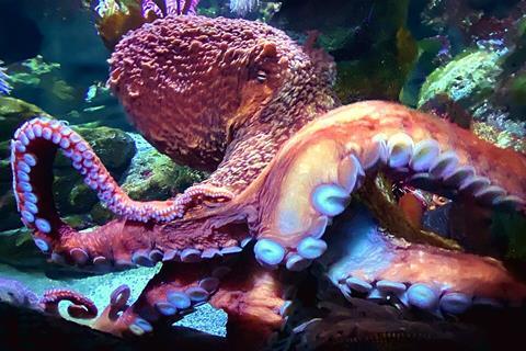 Octopus_in_the_New_England_Aquarium