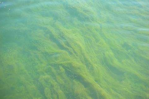 Detroit_River_Blue-Green_Algae_(5842556937)