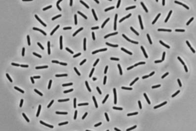 Granulicella_sibirica