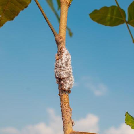 Low-Res_lacinsect2_Sourajyoti Pal