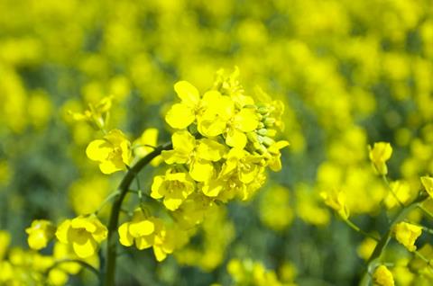 oilseed