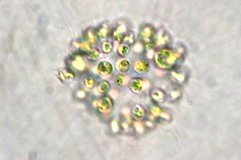 Microcystis_aeruginosa