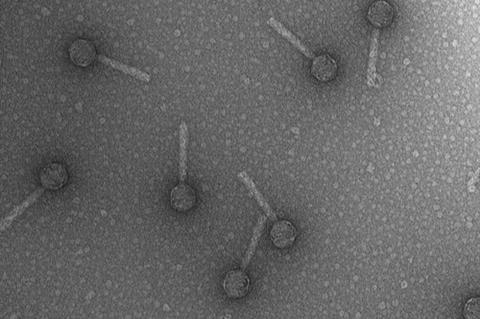Bacteriophage_P2