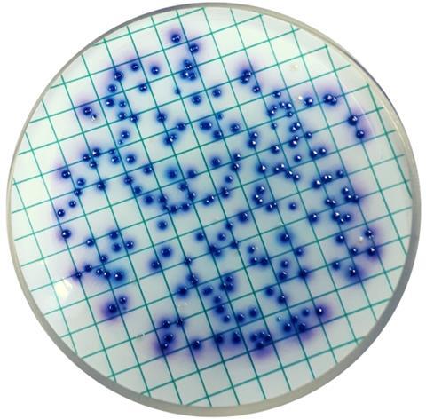 Escherichia_coli_CCA