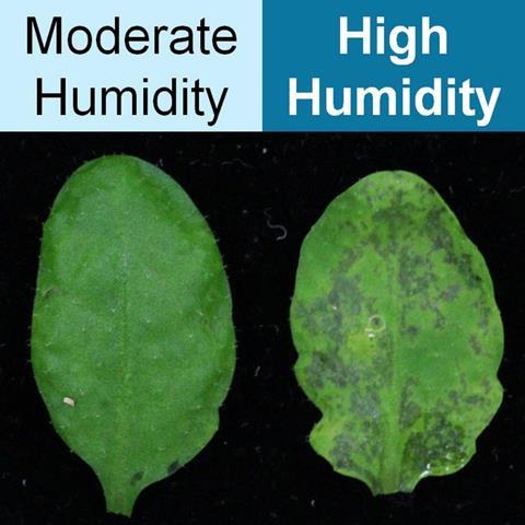 Low-Res_Eurekalert_figure