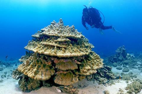 Low-Res_Porites evermanni