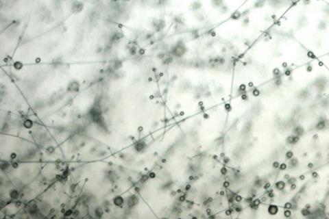 Verticillium_lecanii_(28)