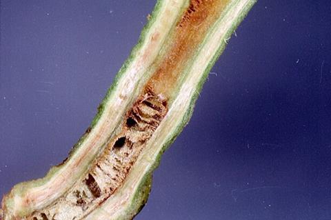 Ralstonia_solanacearum_symptoms