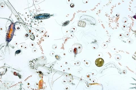 Low-Res_marine plankton.jpg
