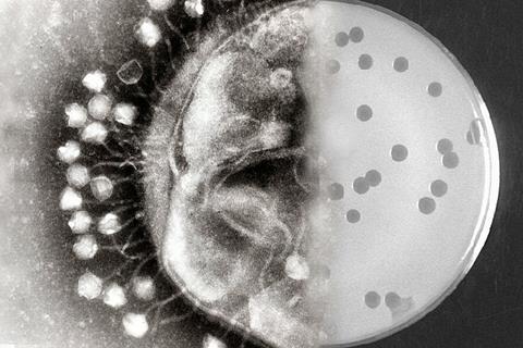 Bacteriophages_at_work