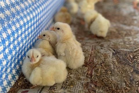 thumbnail_chicks