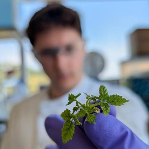 Low-Res_raspberry plantlet used as protoplast source 5