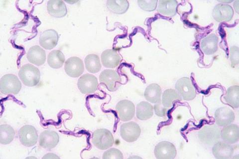 Trypanosoma-evansi-rat-blood-Giemsa-stain