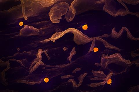 Nipah_Virus_(47965850372)