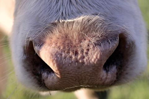 bold-nose-3777407_1920