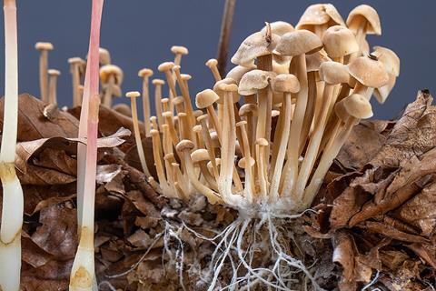 Epipogium_aphyllum_interacting_with_Gymnopus_confluens_mycelium_–_habitat_diorama_detail_by_Sebastian_Brandt_(Reco-Brandt)