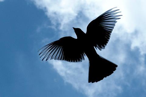 Bird_silhouette_flying_in_the_sky