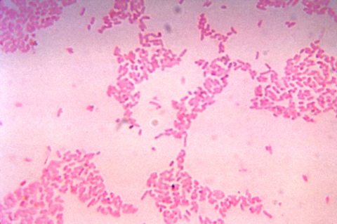 Bacteroides_thetaiotaomicron