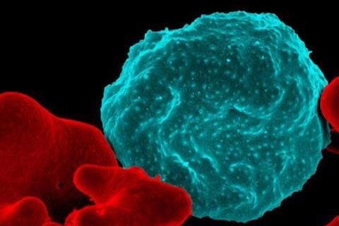 Malaria-infected_Red_Blood_Cell