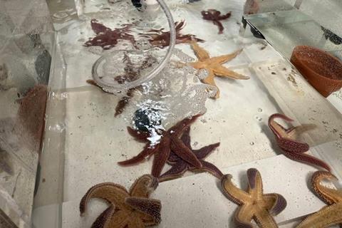 Low-Res_Sea Star_1