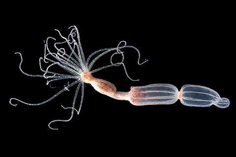 Low-Res_Nematostella vectensis sea anemones in the lab (Credit- Taliya Finkel-Moran)