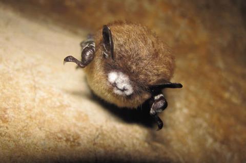 Bat_with_White-nose_Syndrome_(6847107816)