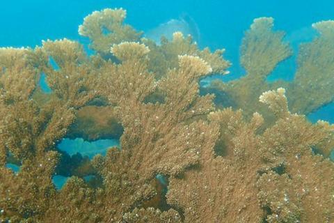 Low-Res_study-highlights-key-factors-for-successful-restoration-of-elkhorn-coral-colonies-940x529