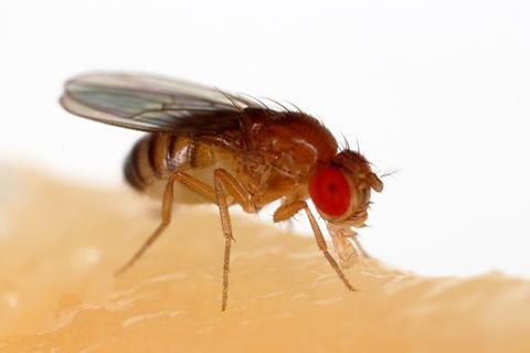 Drosophila_melanogaster_Proboscis