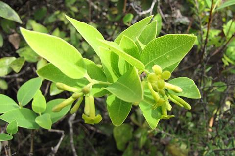 Starr-110929-9728-Wikstroemia_oahuensis_var_oahuensis-flowers_and_leaves-Hanaula-Maui_(25023905291)