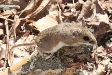 White-footed_Mouse,_Windsor,_CT,_USA_imported_from_iNaturalist_photo_183189589_(cropped)