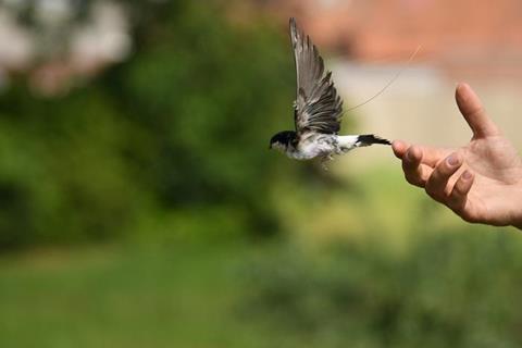 Low-Res_ATLAS-Sender zur hochauflösenden Aufnahme von Bewegungsdaten an einer Mehlschwalbe (Foto Marie Klett)