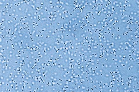 Low-Res_25-06-19_Leibniz-HKI_Pandoraea