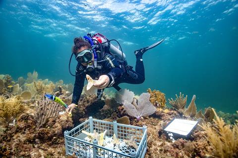 7 outplanting corals Paul Selvaggio SECORE International