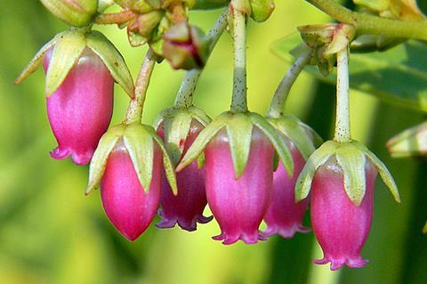 Lyonia_lucida_(Fetterbush)_(8231266551)