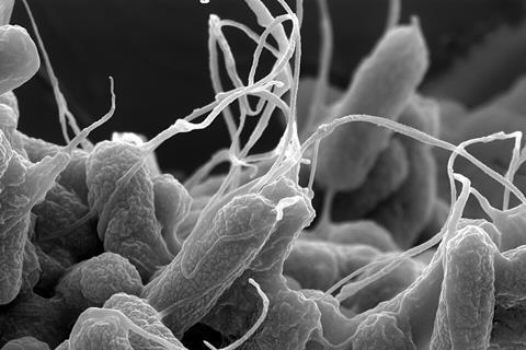 E-coli_(Escherichia_coli)