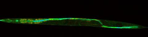 Low-Res_25-03_Nematode-mit-Malpininen