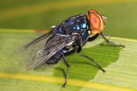 Screwworm_-_Cochliomyia_hominivorax,_Key_Deer_National_Refuge,_Big_Pine_Key,_Florida_(24909739517)
