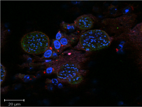 thumbnail_Photo credit - Royal Veterinary College