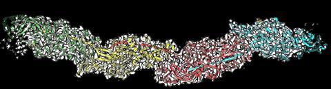 Mf1a filament from Shibata et al., Comms Biol, 2026. CC-BY-NC-ND