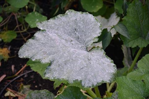 Powdery mildew