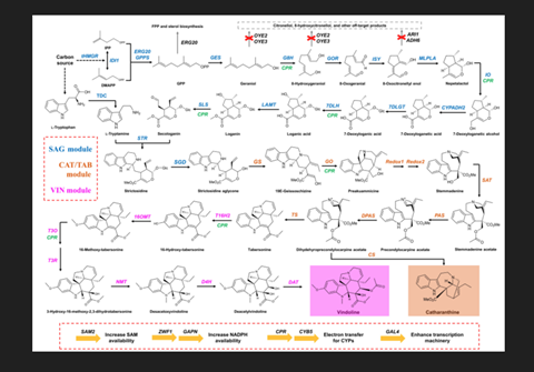 vinblastine