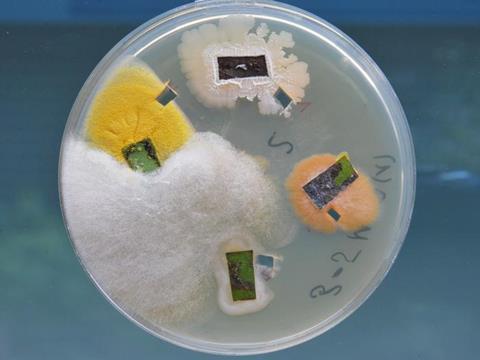 Low-Res_endophytes_isolated_from_poplar_leave_Sybille_Unsicker