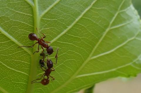 Low-Res_Ant-Aphid_Christin_Walther