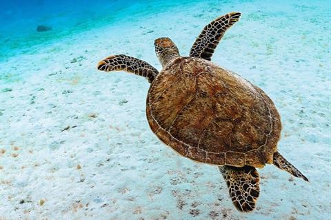 green-sea-turtle-8199770_1280