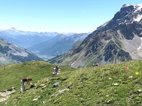 Sampling for non-mycorrhizal plants in the French Alps (July 2020).