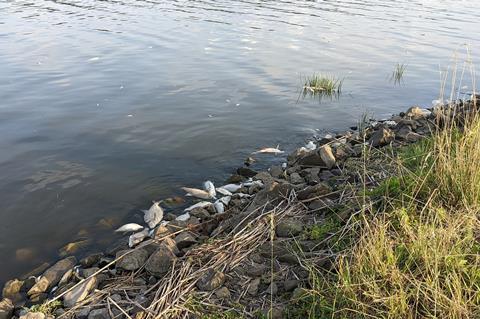 Fischsterben-Oder-2