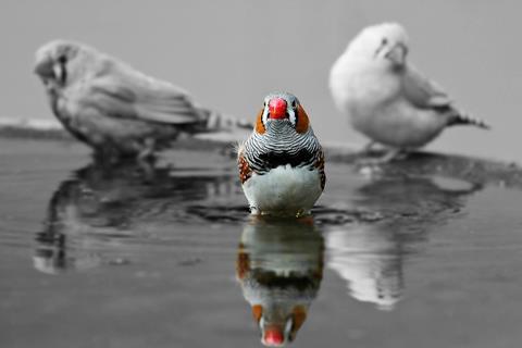 pexels-pixabay-208811
