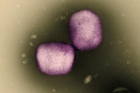 Mpox_Virus_-_53858992909