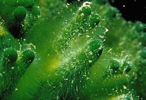Codium_fragile_(Suringar)_Hariot,_1889